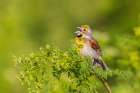 Dickcissel male singing perched on Poison Hemlock-Marion County-Illinois Art Print